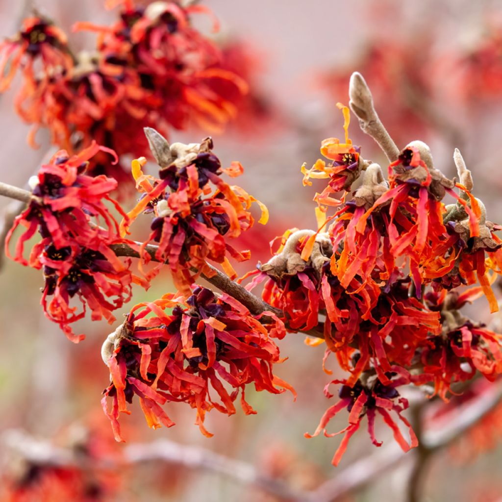 Hamamelis intermedia Diane