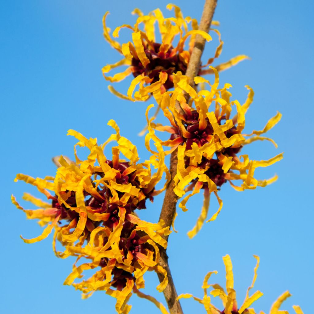 Hamamelis intermedia Orange Beauty