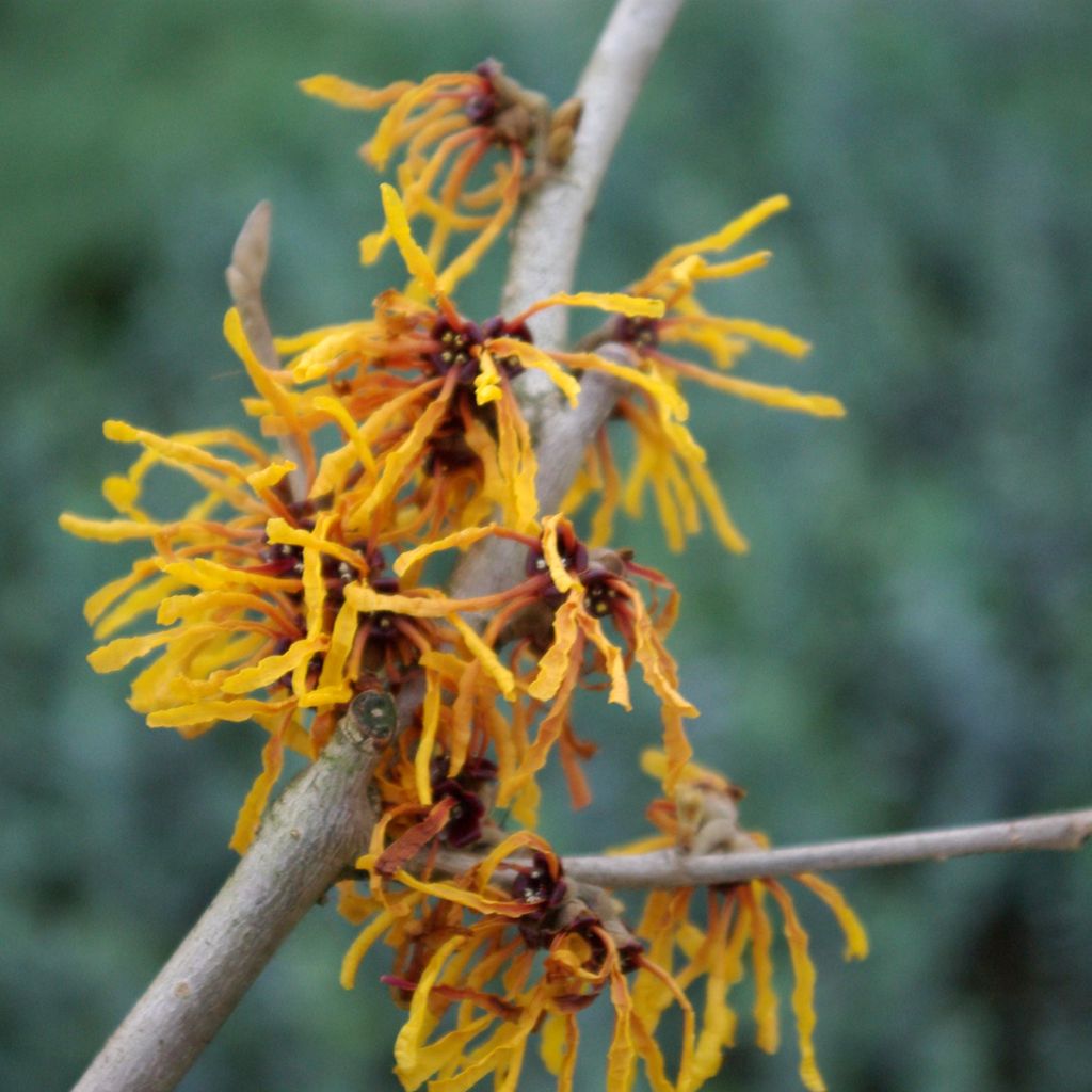 Hamamelis intermedia Orange Peel