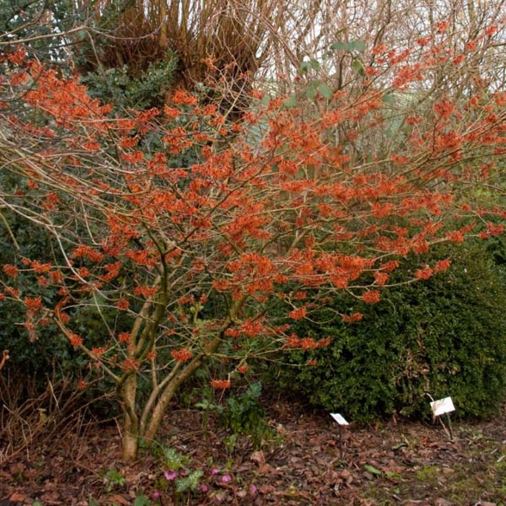 Hamamelis Intermedia Ruby Glow