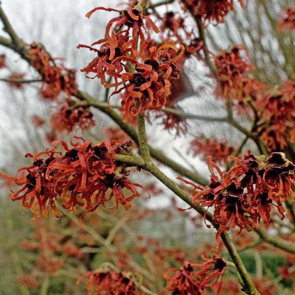 Hamamelis Intermedia Ruby Glow