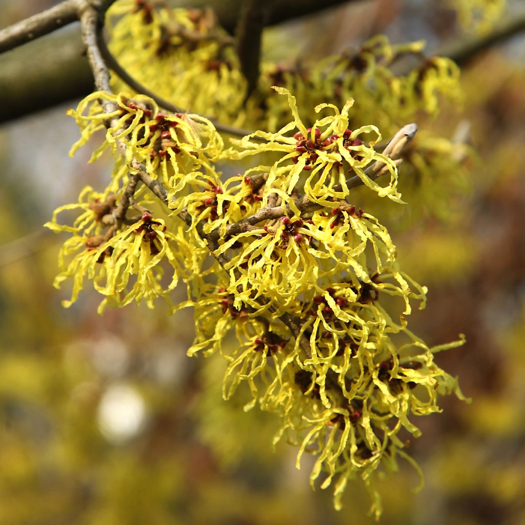 Hamamelis virginiana