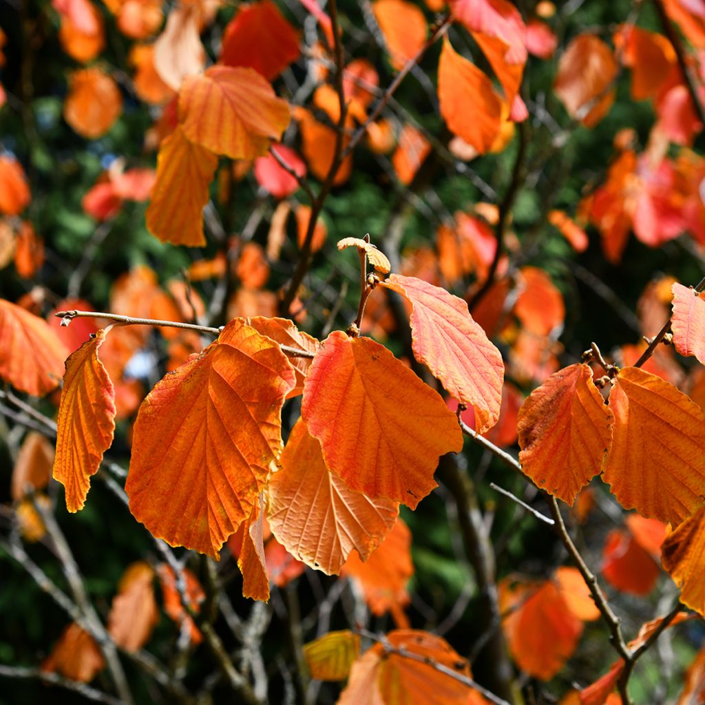 Hamamelis virginiana