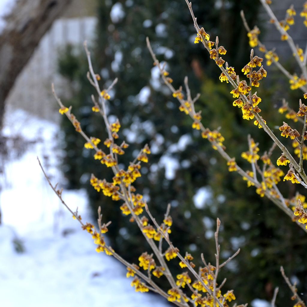 Hamamelis virginiana