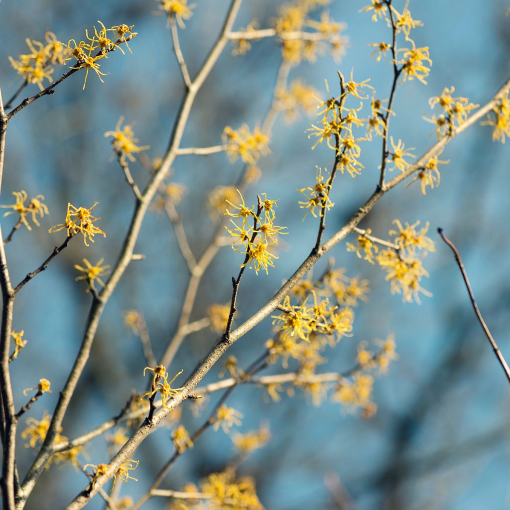 Hamamelis virginiana