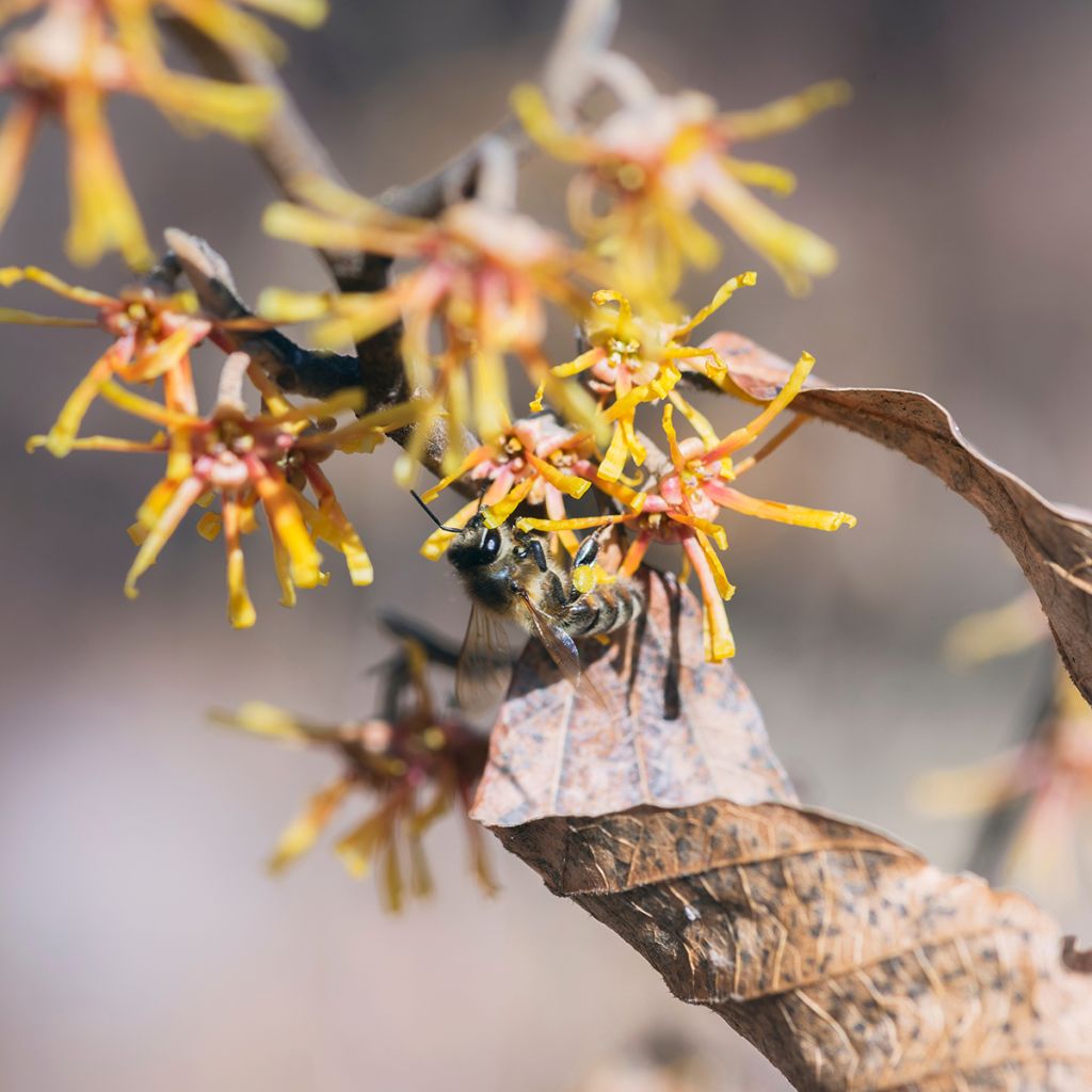 Hamamelis virginiana