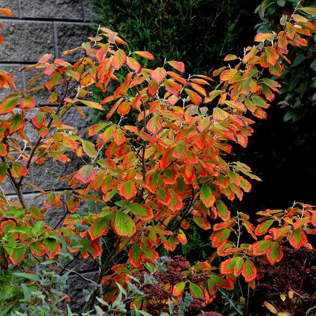 Hamamelis virginiana