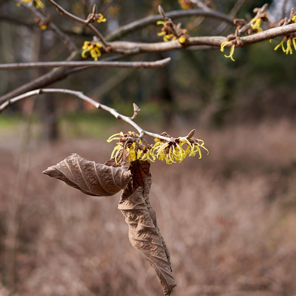 Hamamelis virginiana