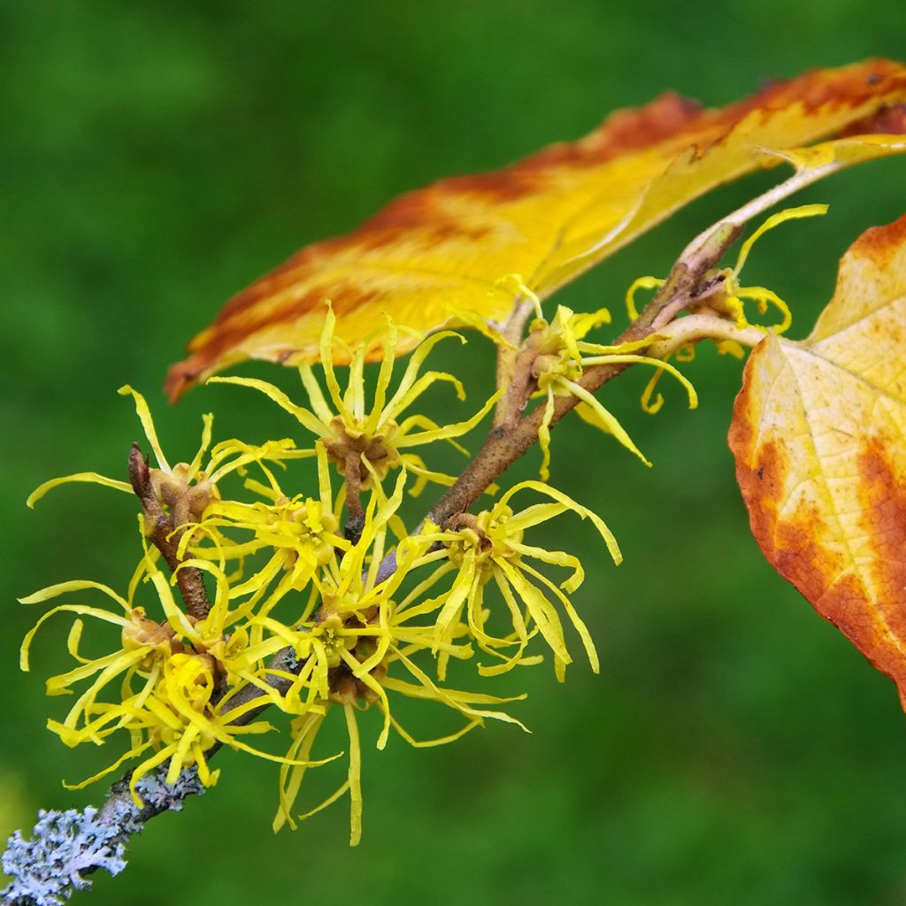 Hamamelis virginiana