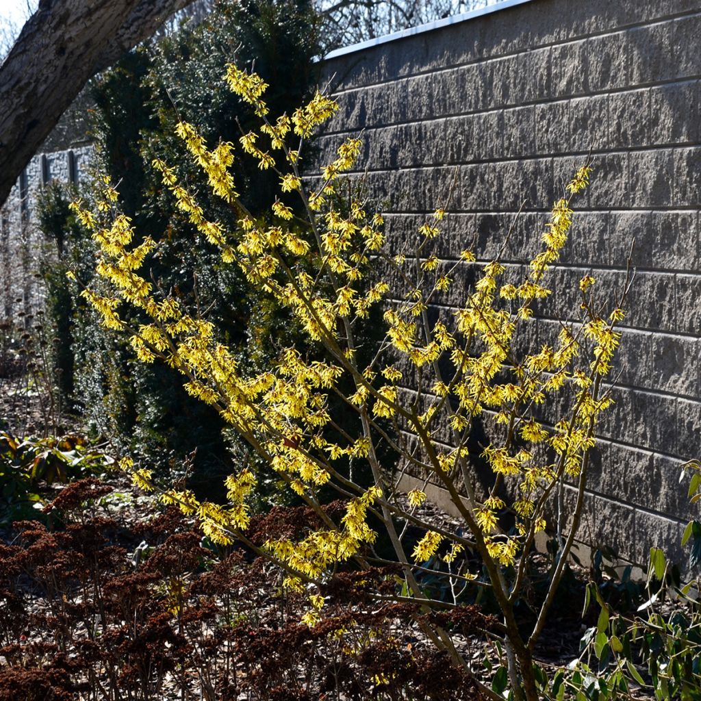 Hamamelis virginiana