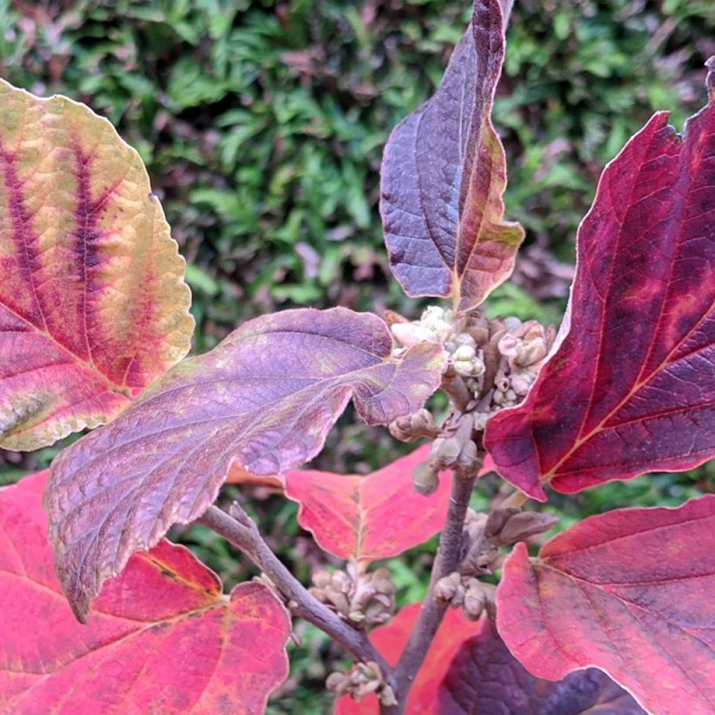 Hamamelis intermedia Yamina