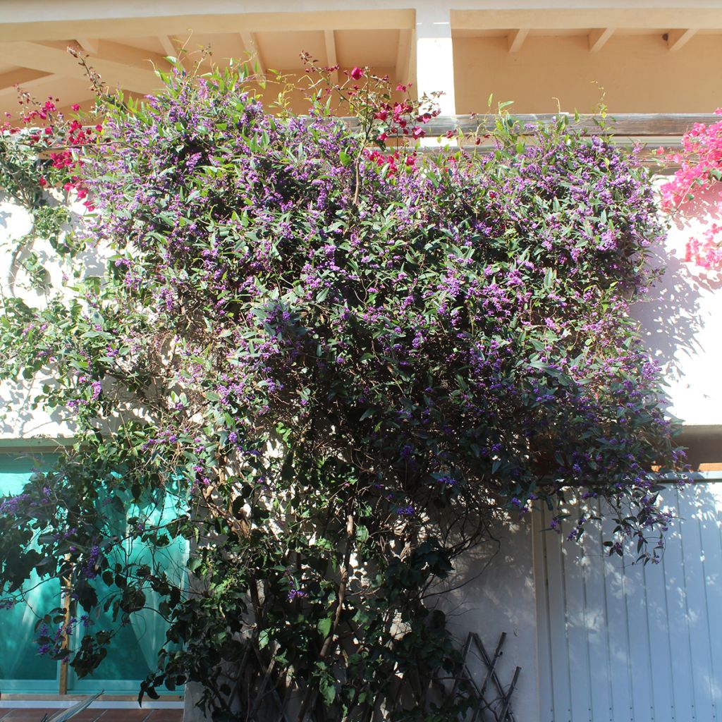 Hardenbergia violacea