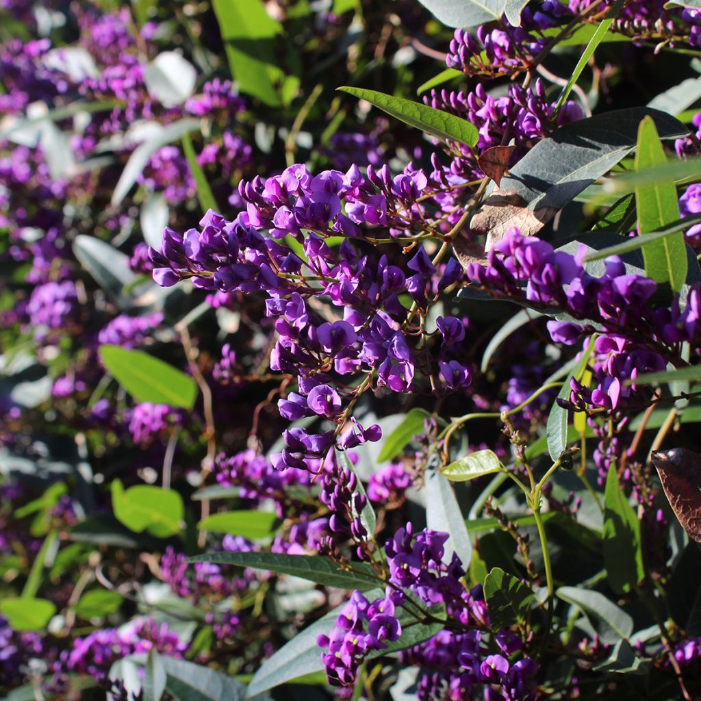 Hardenbergia violacea