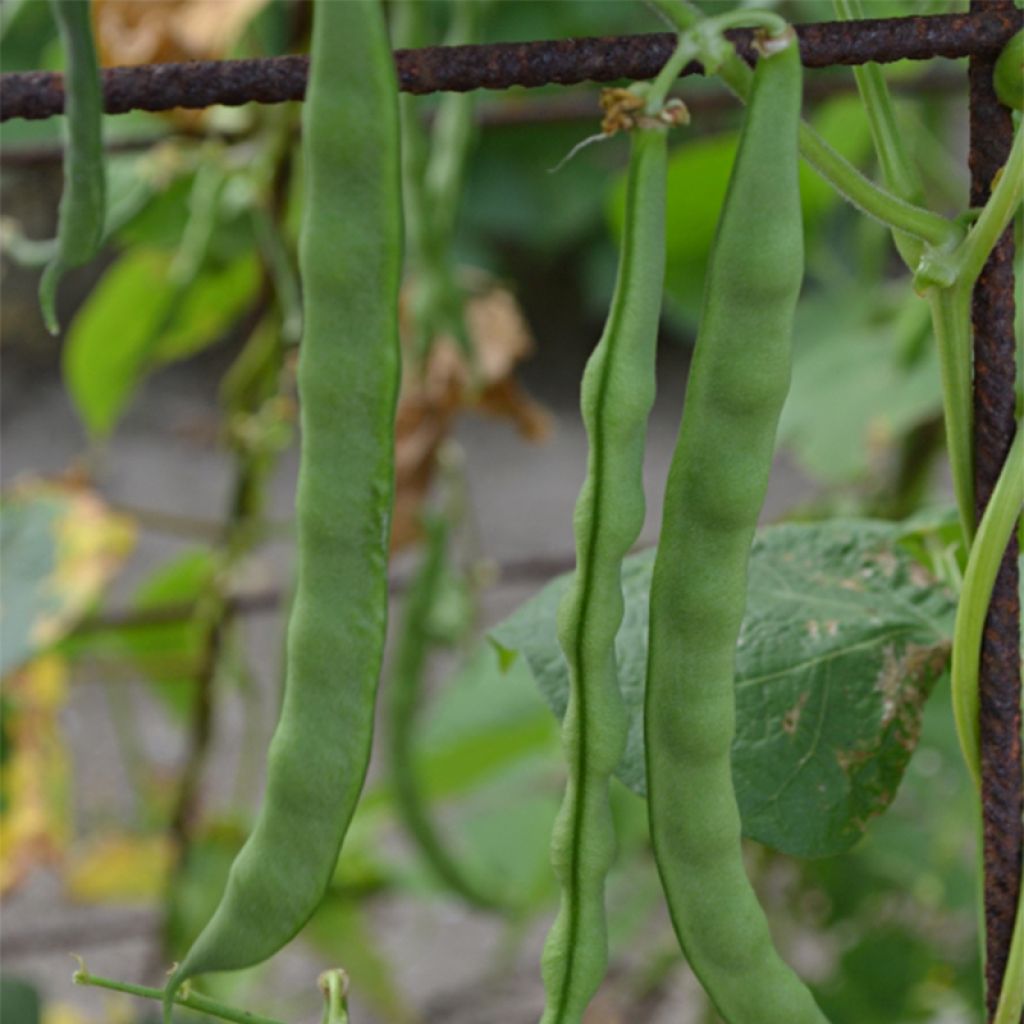 Haricot à rames mangetout Princesse du Pévèle