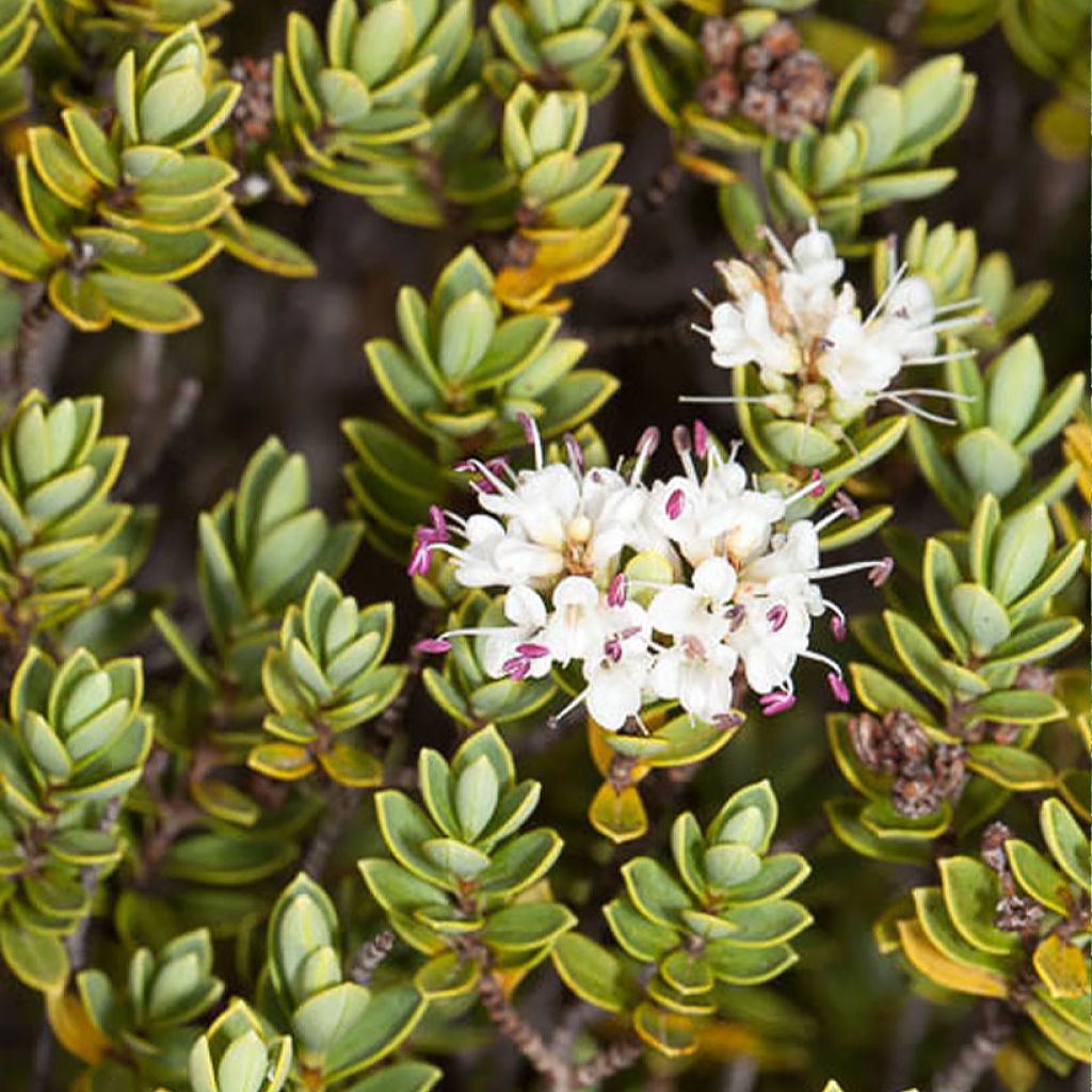 Hébé topiaria