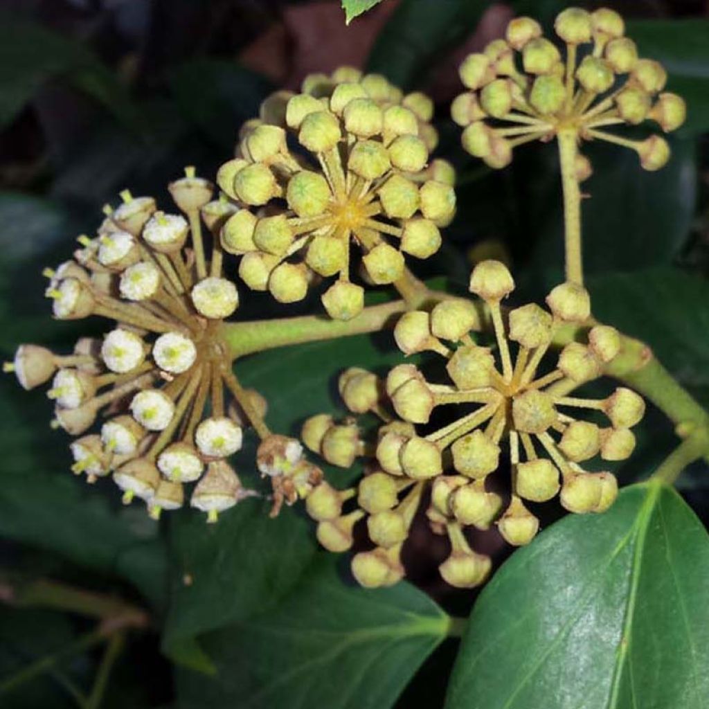 Lierre de Colchide - Hedera colchica