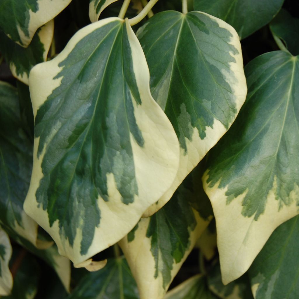 Lierre de Colchide - Hedera colchica Dentata Variegata