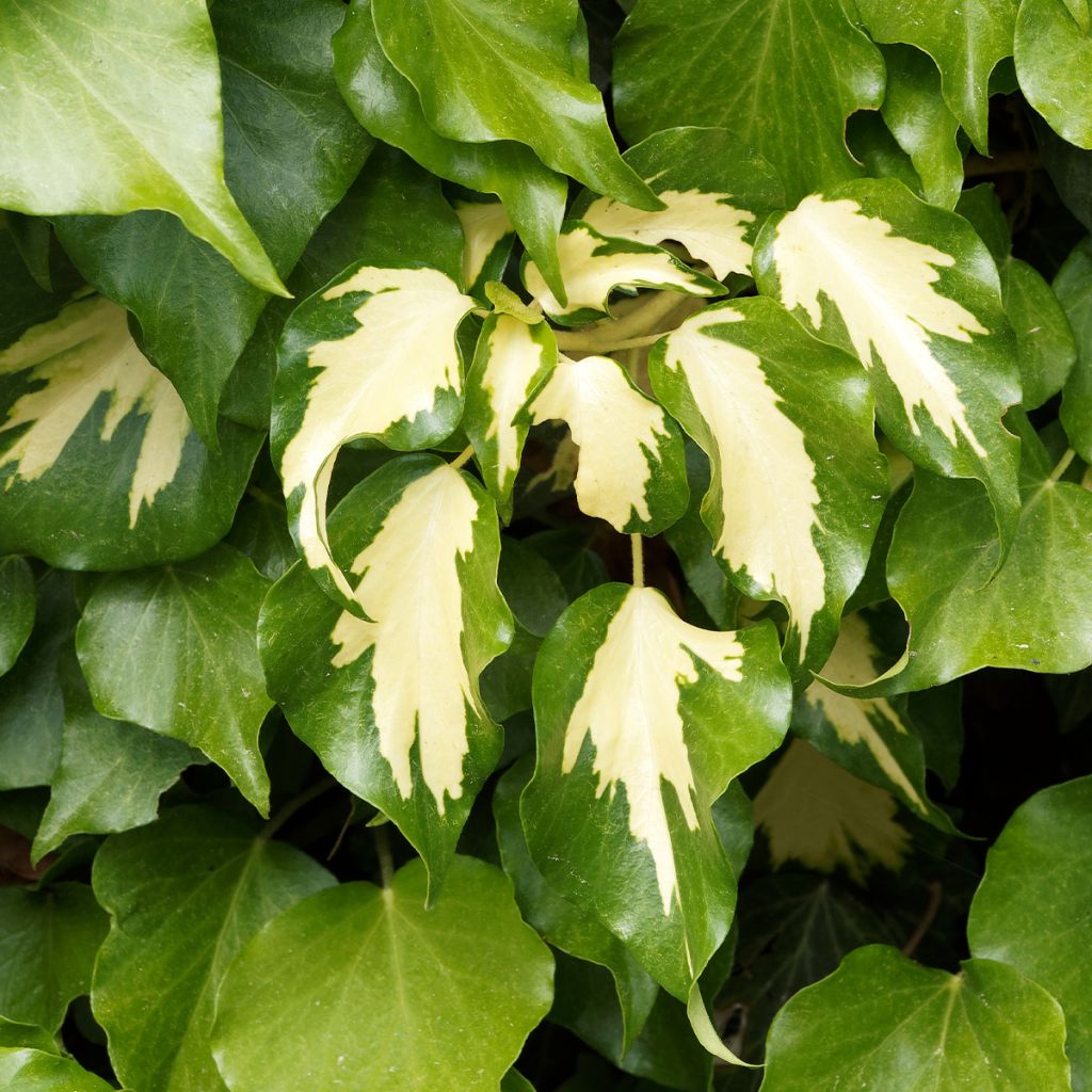 Lierre de Colchide - Hedera colchica Sulphur Heart