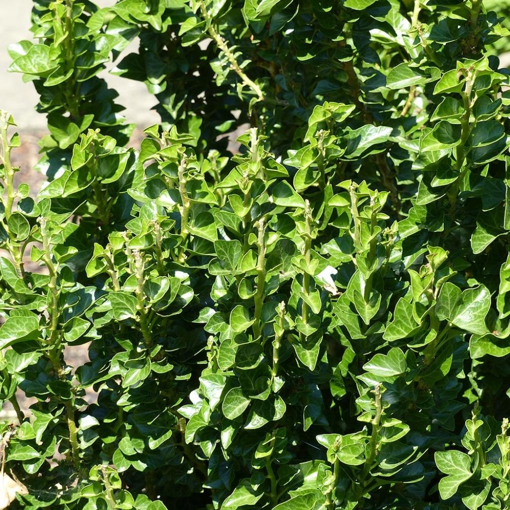 Lierre - Hedera helix Erecta