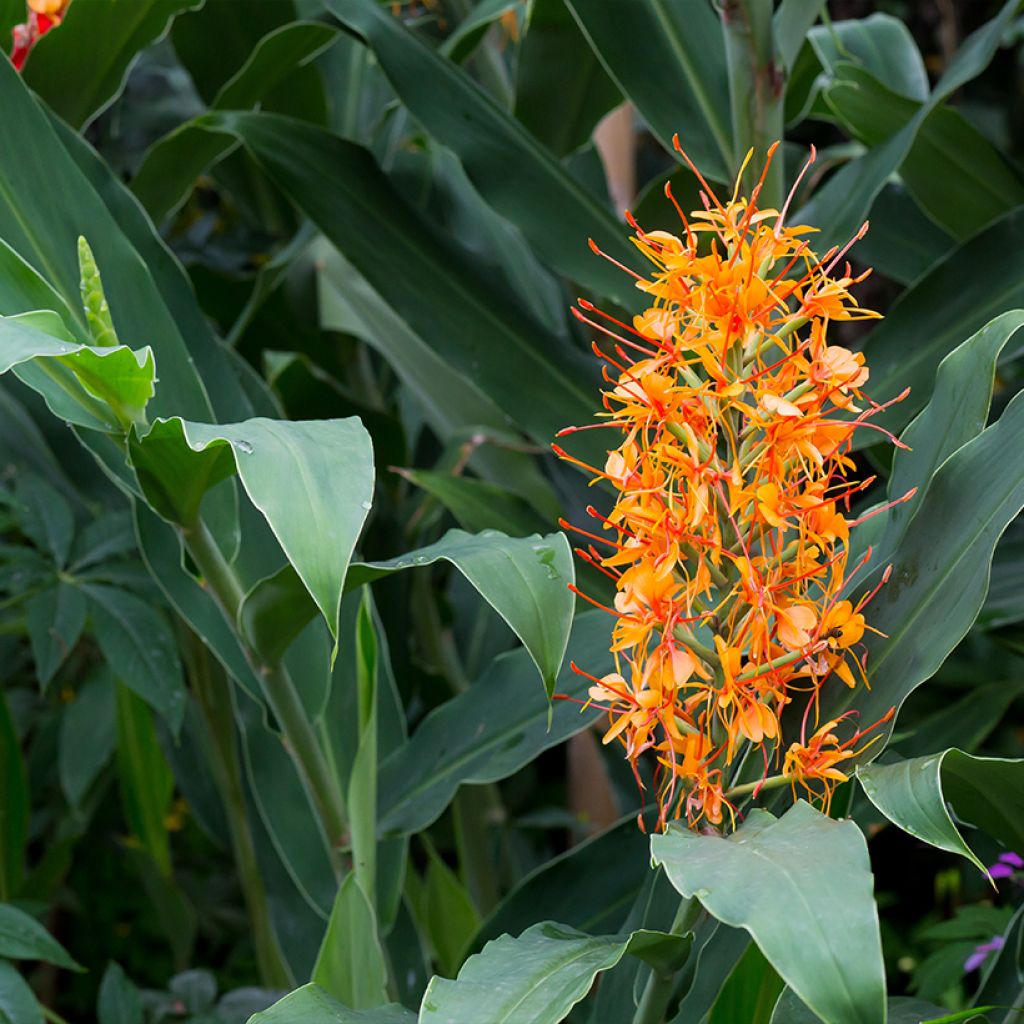 Hedychium coccineum Tara - Longose rouge