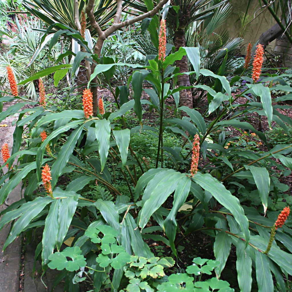 Hedychium densiflorum