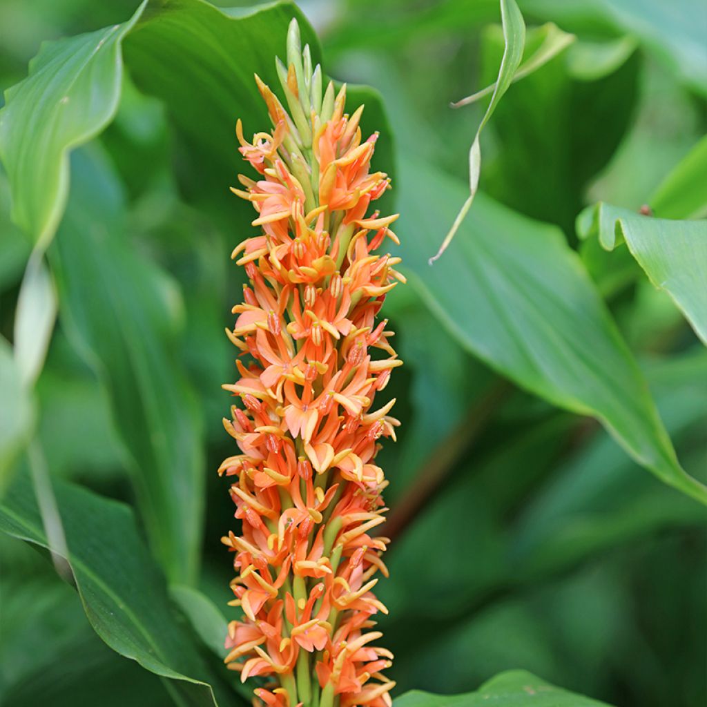 Hedychium densiflorum