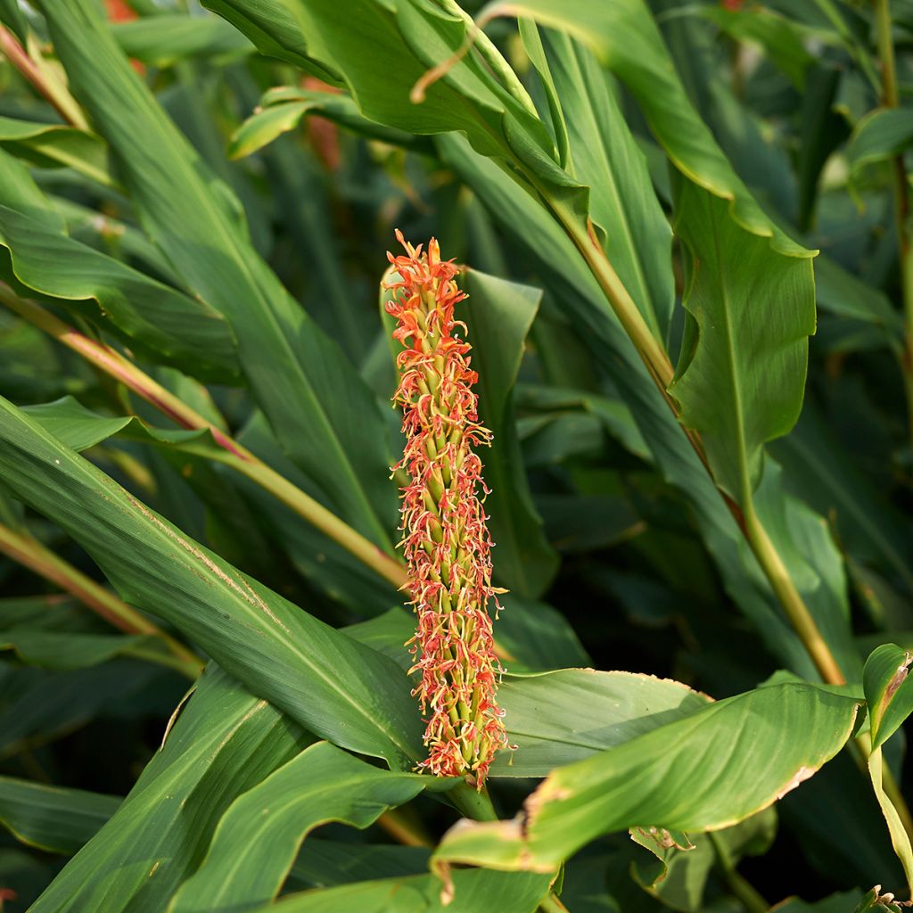 Hedychium densiflorum