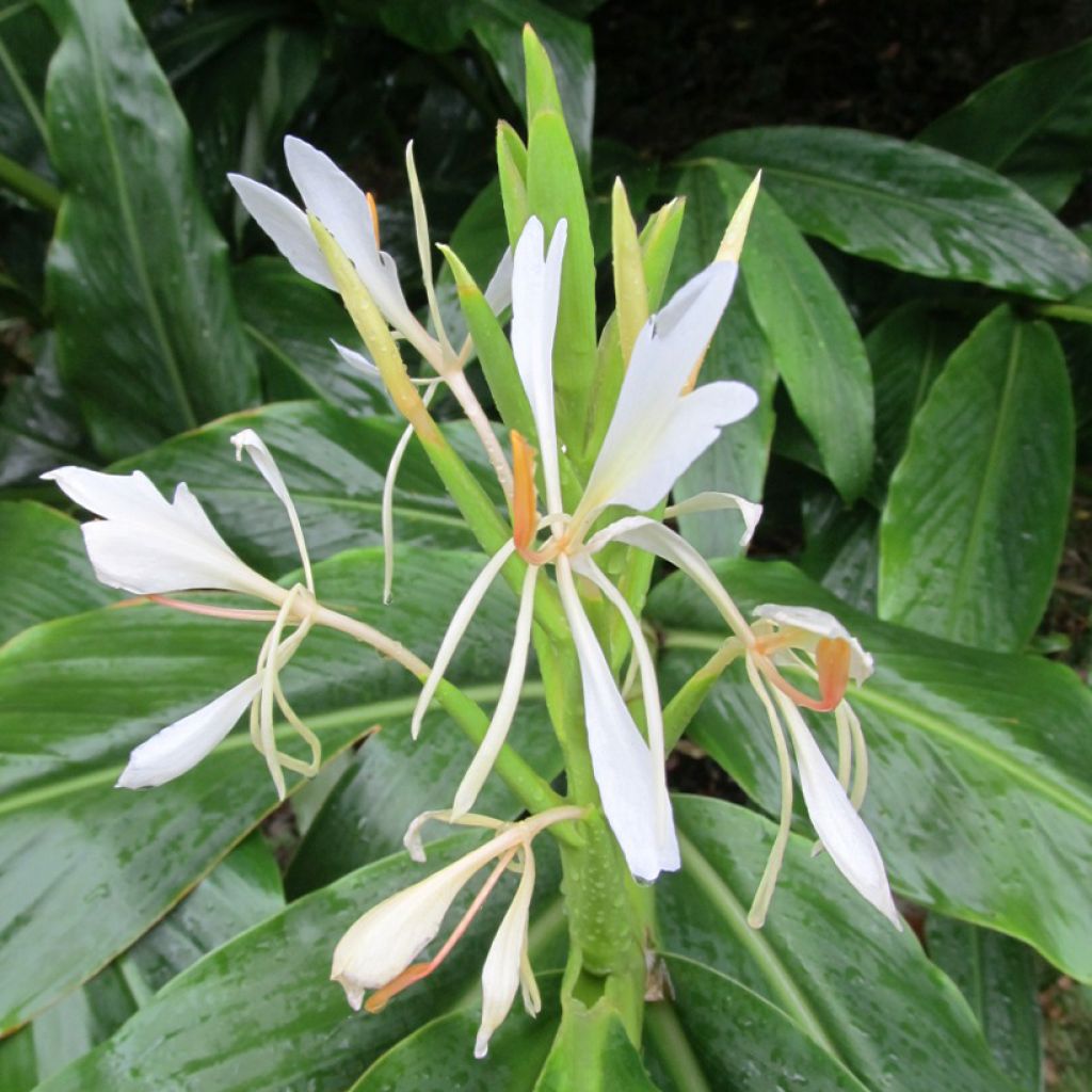 Hedychium forrestii