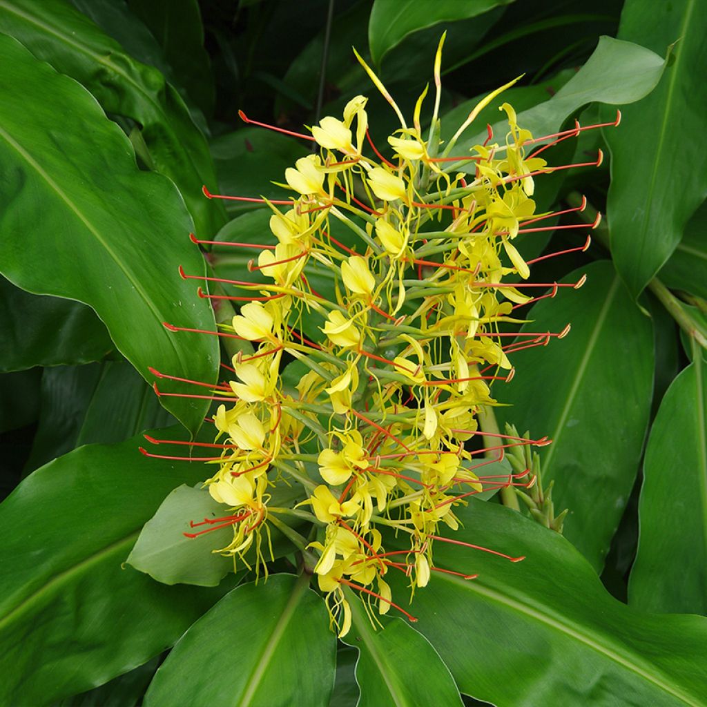 Hedychium gardnerianum - Longose en pot 