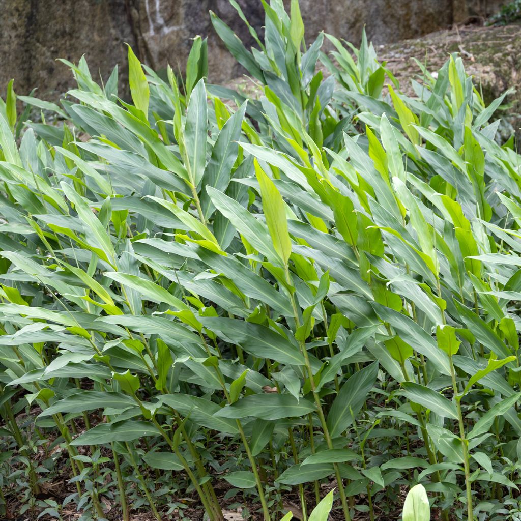 Hedychium maximum