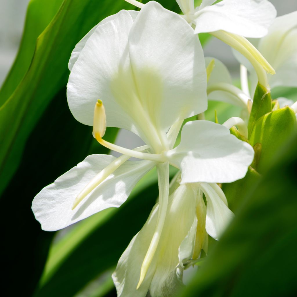 Hedychium maximum