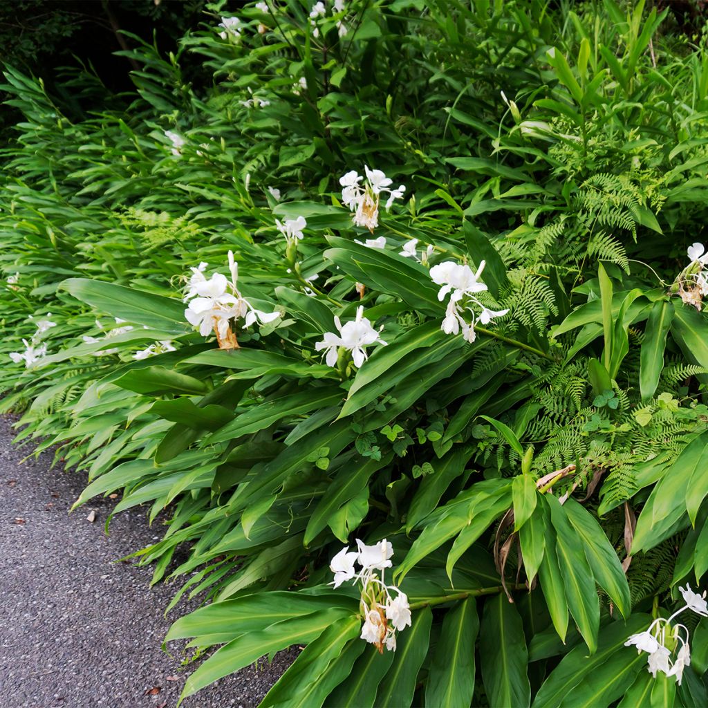 Hedychium maximum