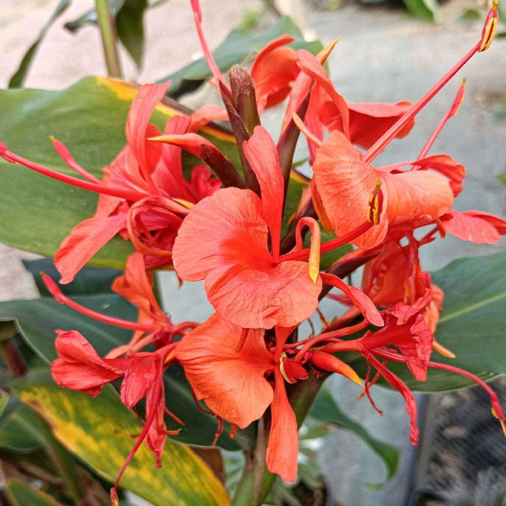 Hedychium rubrum (deceptum) - Gingembre d'ornement