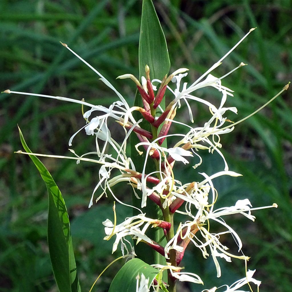 Hedychium villosum Tenuiflorum - Gingembre d'ornement