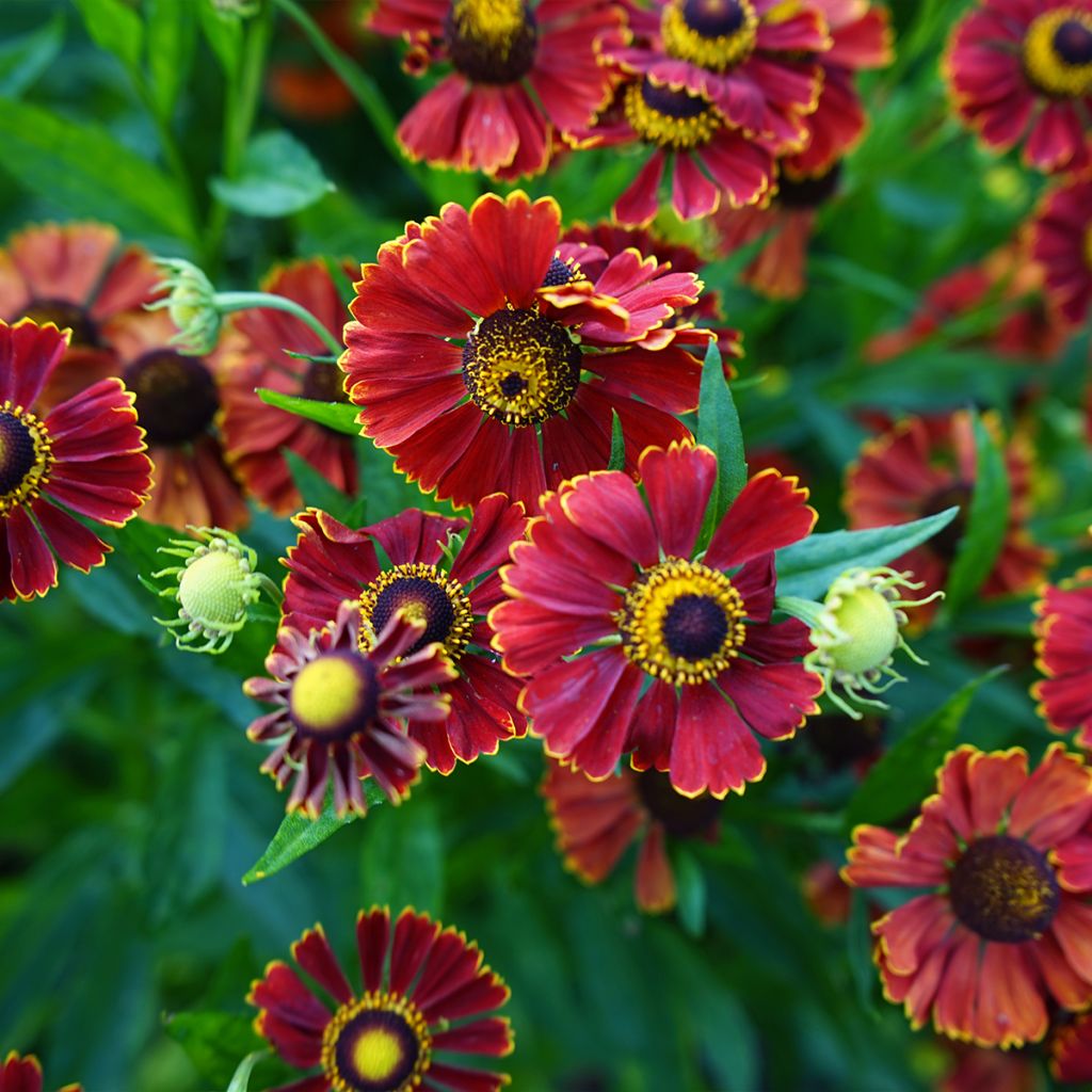 Hélénie d'automne Helena Red Shades - Helenium autumnale