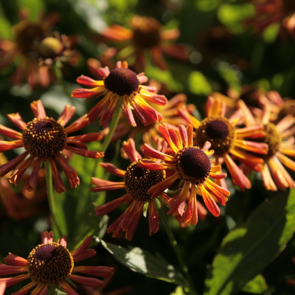 Helenium Loysder Wieck - Hélénie jaune à revers rouge-brun