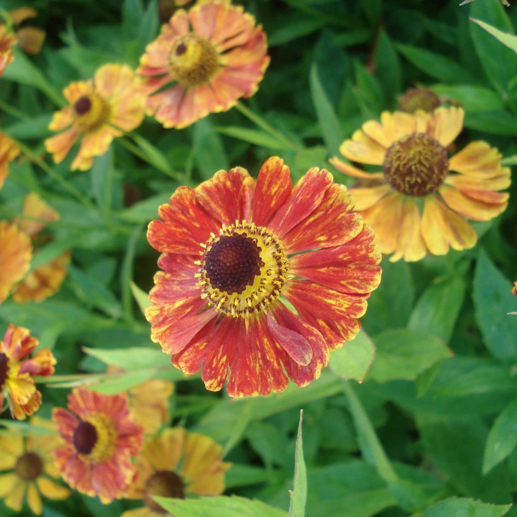 Helenium Marion Nickig - Hélénie rouge orangé bordée de jaune