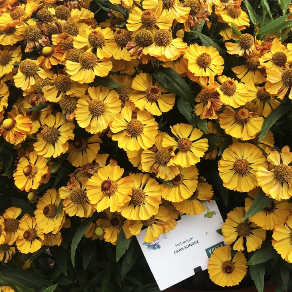 Helenium Okra Sundae - Hélénie