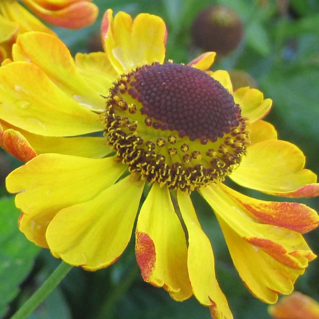 Helenium Rauchtopas - Hélénie abricot, revers brique