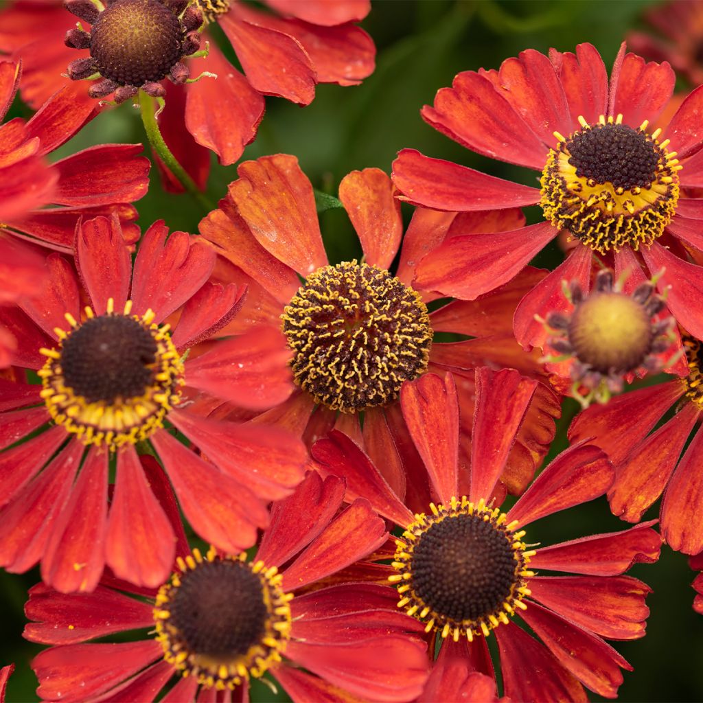 Helenium Red Jewel