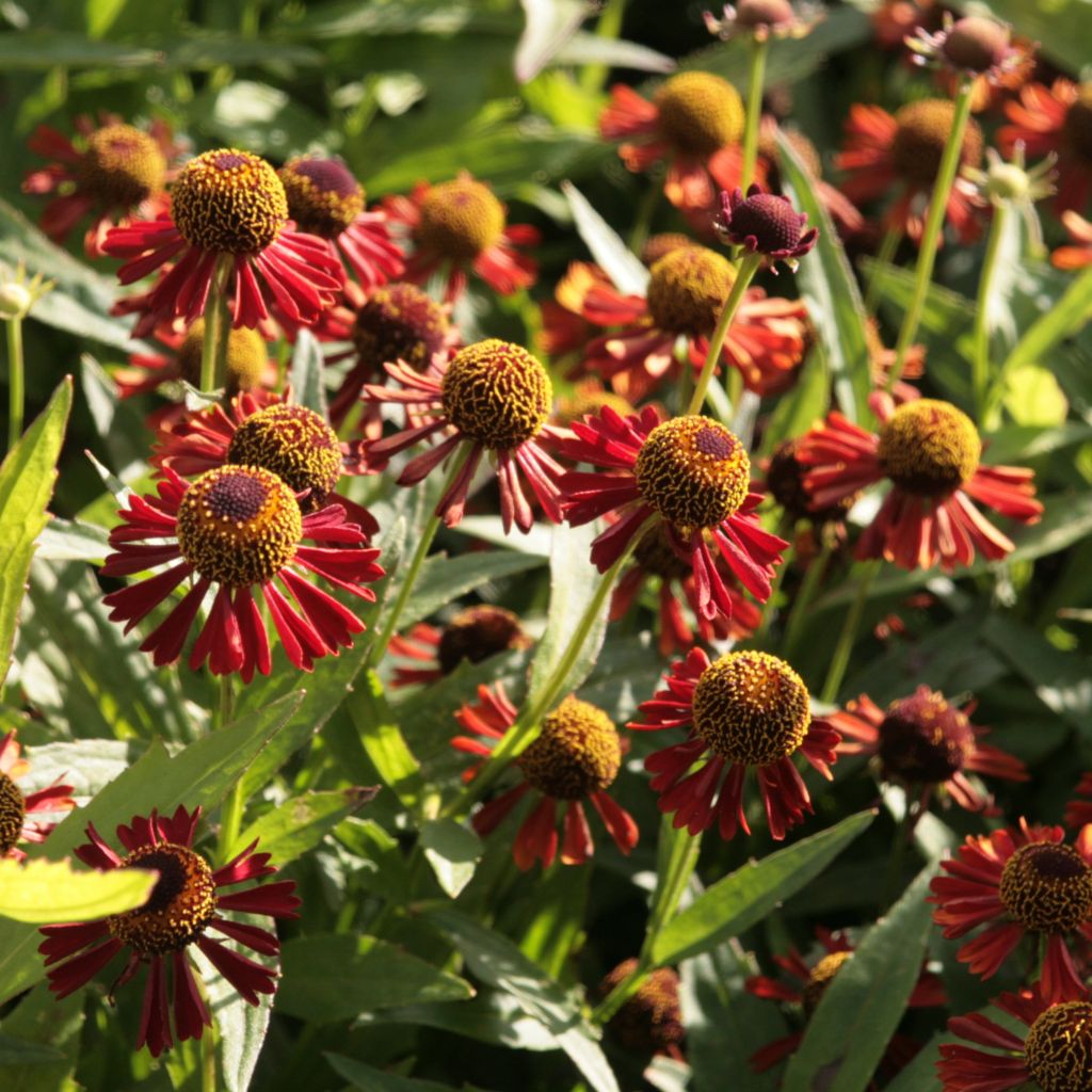 Helenium Ruby Tuesday - Hélénie rouge rubis