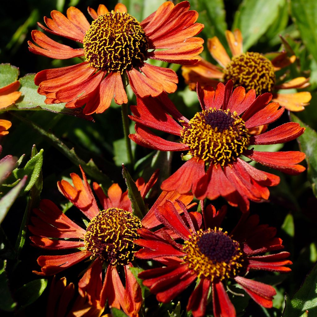 Helenium automnale Siesta