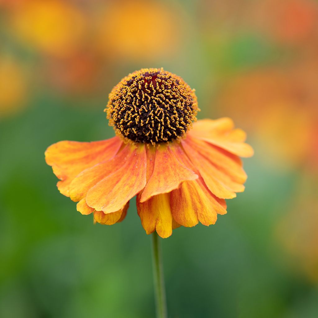 Helenium Waltraut