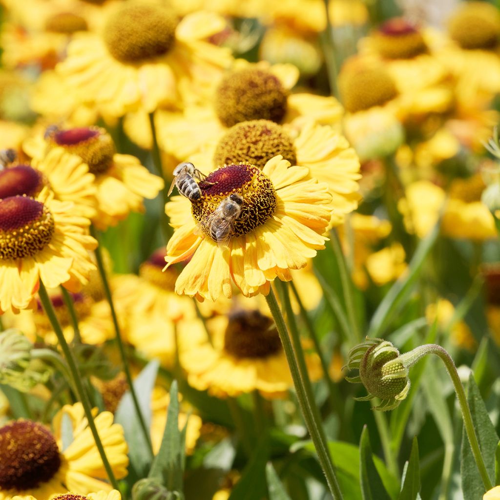 Helenium Windley