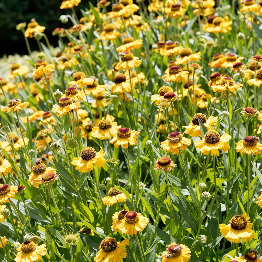 Helenium Windley