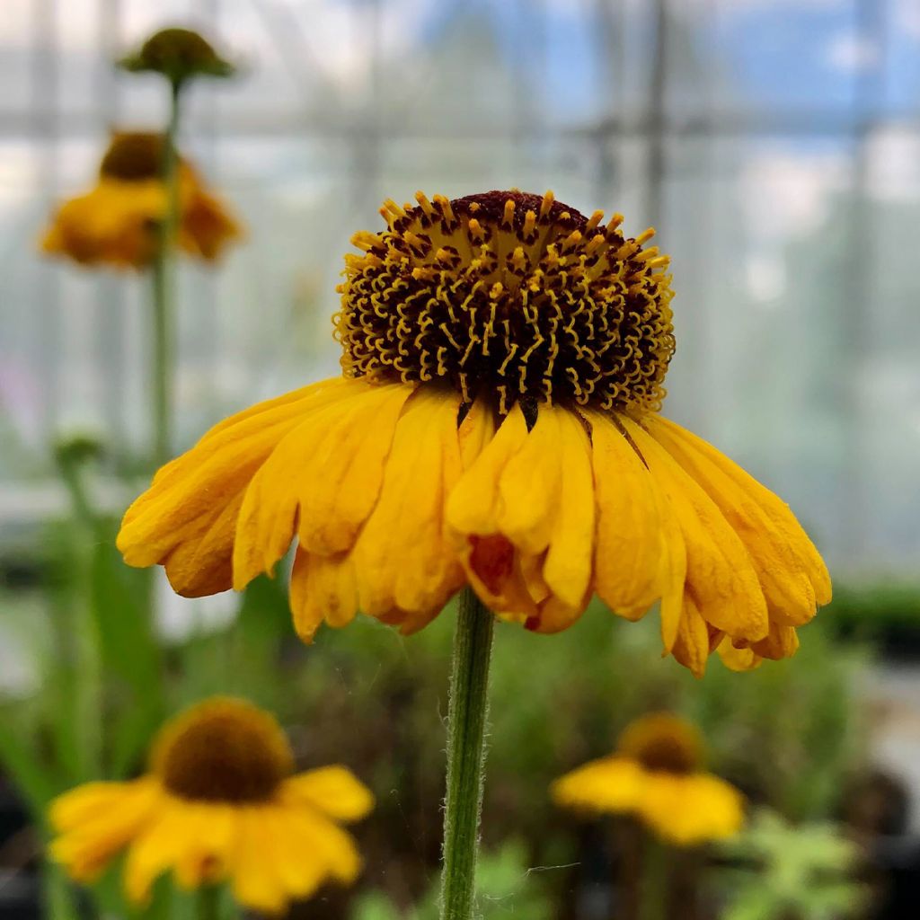 Helenium Windley - Hélénie jaune-orangé.