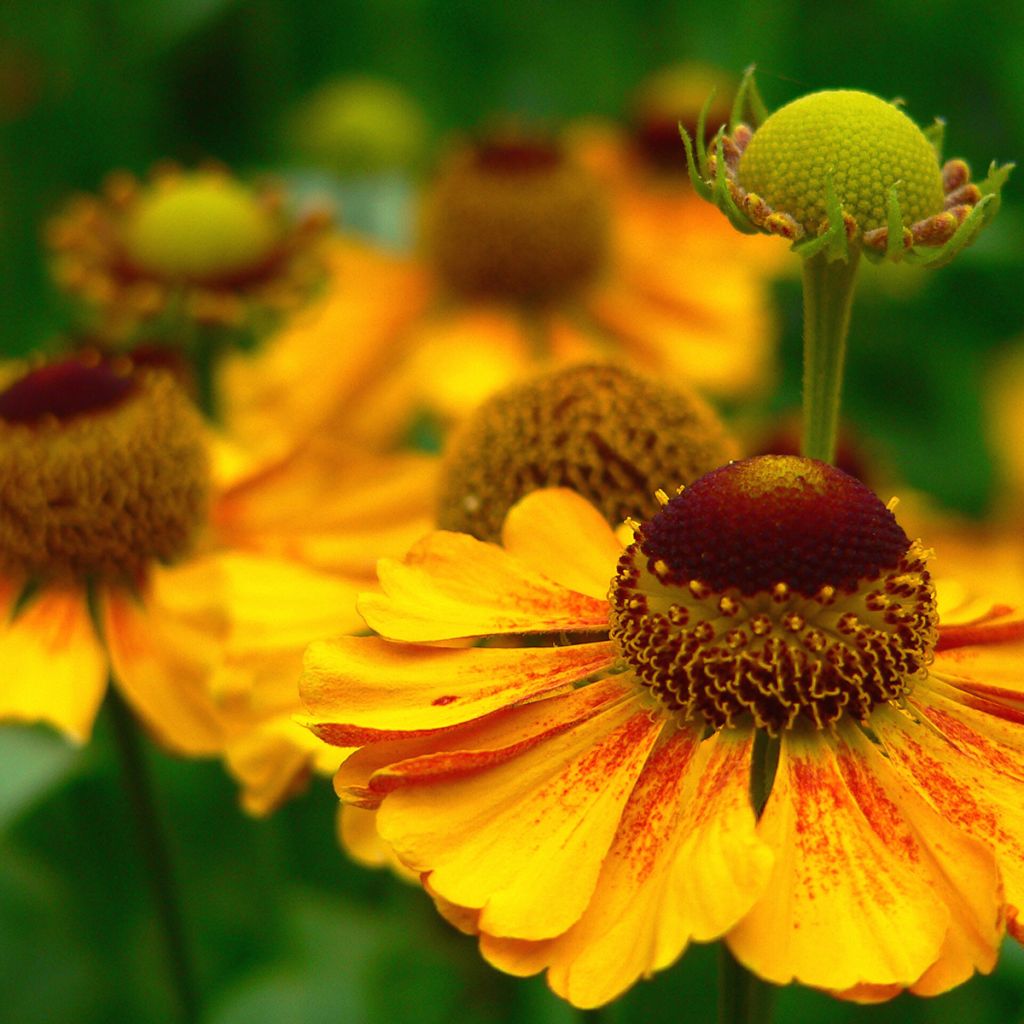 Helenium automnale Zimbelstern