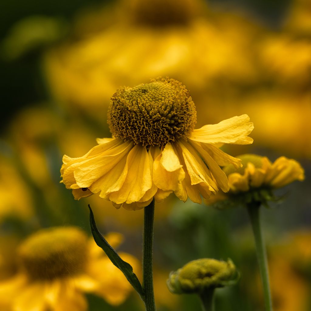 Helenium automnale Pumilum Magnificum