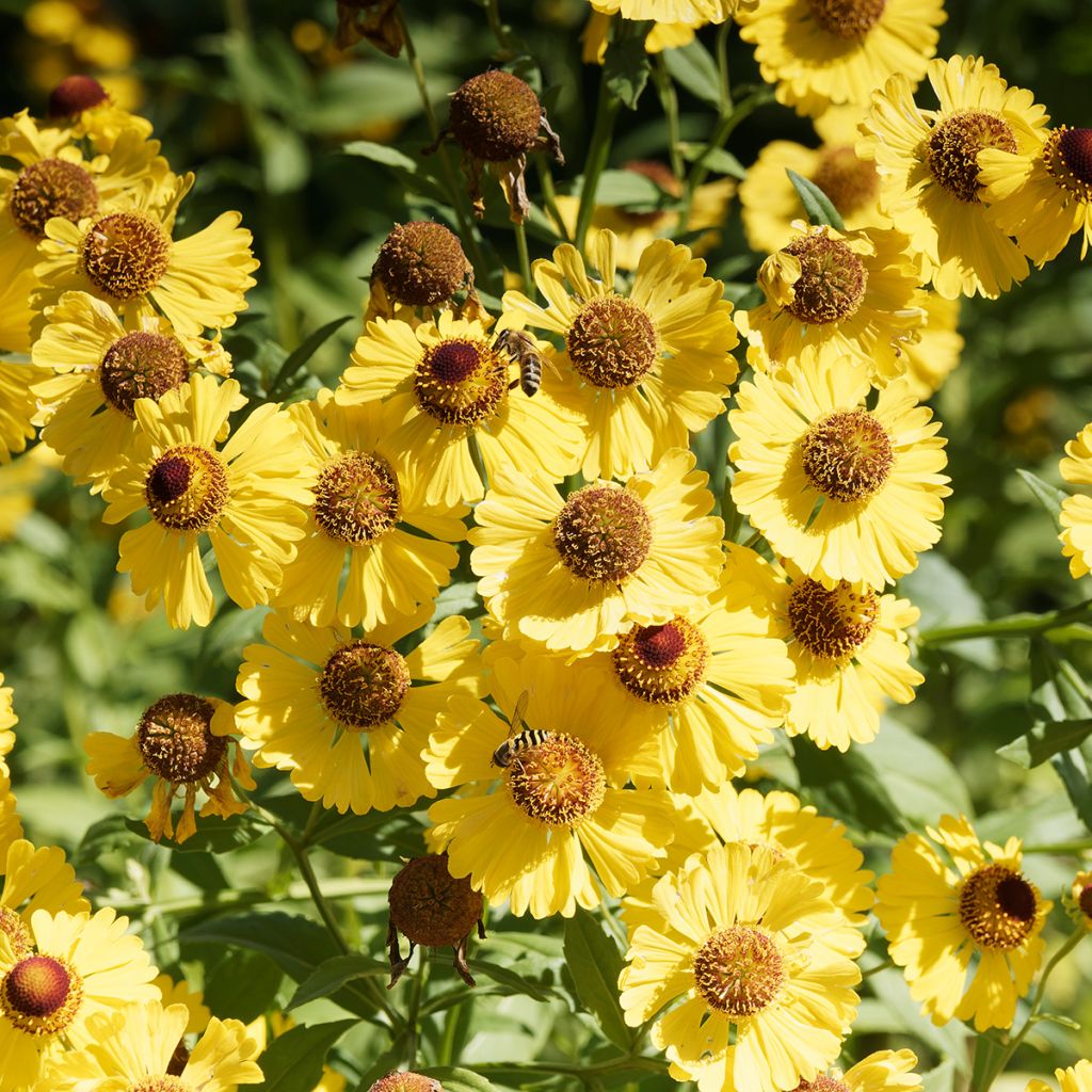 Helenium automnale Pumilum Magnificum