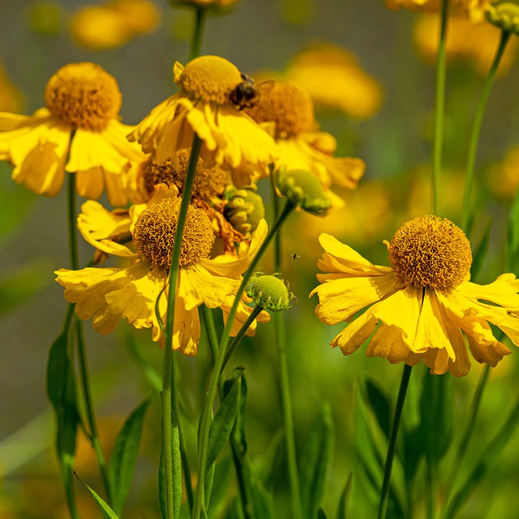 Helenium automnale Pumilum Magnificum